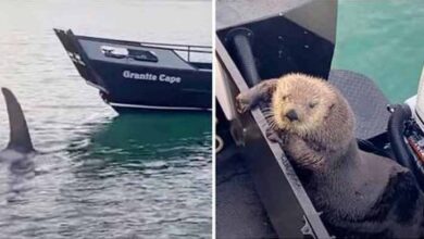 Photo of Otter Seeks Refuge On Man’s Boat As He Barely Escapes Jaws Of Killer Whale