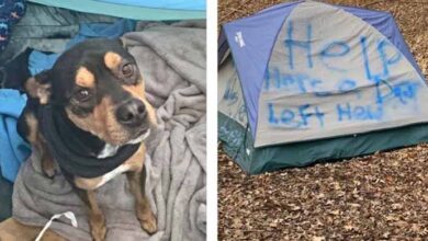 Photo of ‘Help!! There’s A Dog Left Here:’ Cry For Help Scrawled On Tent