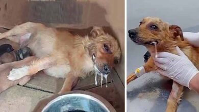 Photo of Mother Dog Got Poisoned, But Spend Last Energy Lifting Her Head Beg To Save Her Puppies