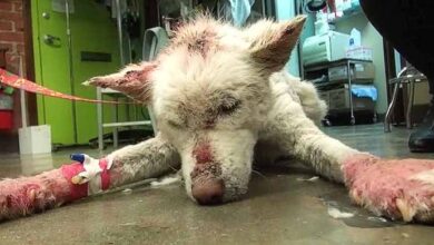 Photo of Homeless Husky Collapses After Living In Garbage Dump Outside City For Years