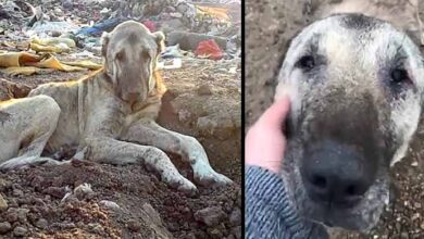 Photo of Sick Dog Tossed In Landfill For Being “Useless”, Buried In Trash & Waits To Die