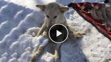 Photo of Tears of a Dog Crashed in Cold Snow for Days, Attacked by Parasites