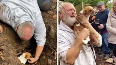Photo of A Man Starts Crying In Tear After Rᴇsᴄᴜɪɴɢ His Mɪssɪɴɢ Dog From A Fᴏx Hᴏʟᴇ
