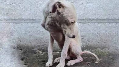 Photo of Hairless Stray Gets A Second Chance And Transforms Into A Beautiful Fluffy Pup