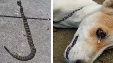 Photo of Brave Dog Passes Away While Saving His Owners From Deadly Snake