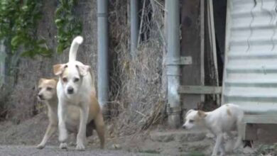 Photo of A Dog Family Was Dumped On The Street To Fend For Themselves