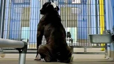 Photo of Dog Witnessed Other Pups Go Home As He Remained Locked In His Kennel