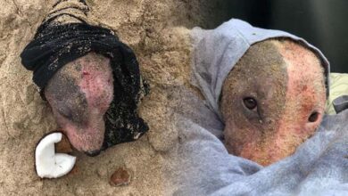 Photo of Dog Found In Shocking State After She Was Cut And Buried Alive – You Won’t Believe Her Transformation
