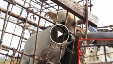 Photo of Chained Dog Mother Screams For Help: Please Don’t Hurt My Kids