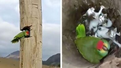 Photo of Guy Peeks Into Parrot’s Nest And Finds An Unlikely Family