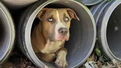 Photo of People Find Dog Cowering In A Pipe, Then Realize He’s Not Alone