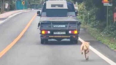 Photo of Mama Dog Chases After The Truck That Took Her Puppies
