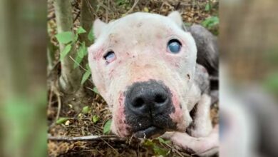 Photo of Blind Pit Bull ‘Ached’ To Be Saved But No One Showed And Then She Heard A Woman
