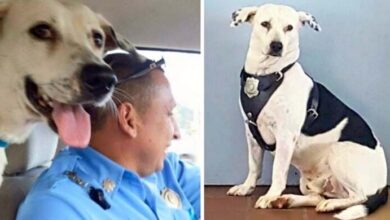 Photo of Scared Dog With ‘Horrible’ Scars Walks Into Police Station, Gets Adopted By Cops
