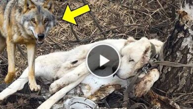 Photo of She Ab.andoned Her Dog In The Forest. What the wolf did was incredible.