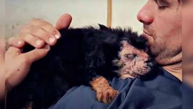 Photo of “Defective” Puppy Falls Asleep In Man’s Arms After Insufferable Loss