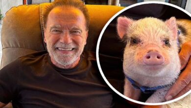 Photo of Arnold Schwarzenegger has an adorable pet pig: meet Schnelly
