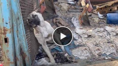 Photo of She Was Starving and Couldn’t Find Food, After Eating Her Owner’s Chicken, Her Life Quickly Turned To Hell …