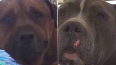 Photo of Abandoned Dogs’ Tearful Pleas At Shelter Leaves Everyone In Tears