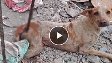 Photo of Impaled by a rod, dog in agony before rescue–beautiful recovery.