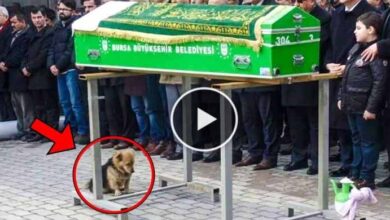 Photo of The Dog Attended His Owners Funeral, And What He Did Next Left Everyone In Tears