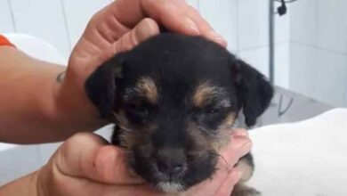 Photo of Puppy Found In Garbage Becomes A Family Princess In Her New Home