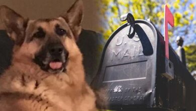 Photo of After Dog Passes Grieving Owner Hands Mailman Letter About Her Dog He’ll Never Forget