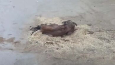 Photo of Dog Lay In A Pile Of Hay In The Road Seeking Any Little Bit Of Comfort