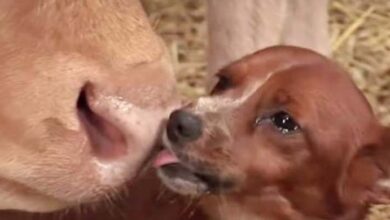 Photo of Tiny Dog Breaks Down In Tears When Reunited With The Cow Who Raised Him After Sold Off