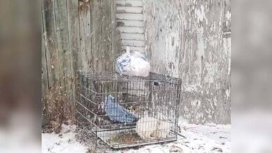 Photo of Dog Abandoned In Freezing Cold Completely Transforms After Rescue