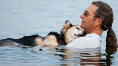 Photo of In Loving Arms: Man Floats His Sick Dog To Sleep, Becomes Internet Sensation