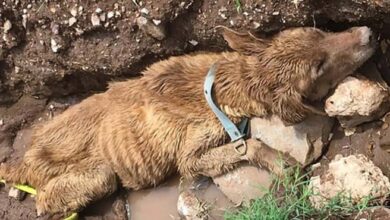 Photo of Dog Found in a Ditch, Inches Away From Death, is Finally Learning What Love Is