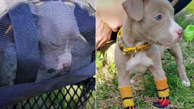 Photo of Pittie Puppy With No Front Paws Dumped In Duffel Bag On Top Of Garbage Can