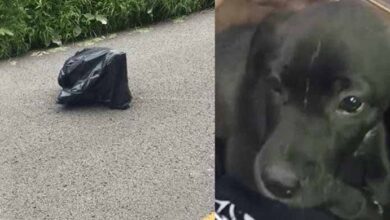 Photo of Woman Finds Trash Bag ‘Walking’, Finds A Dog Left For Dead Inside