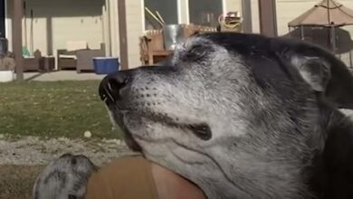 Photo of Senior Dog Sat Scared At The Shelter After Being Dumped Because Of Cancer