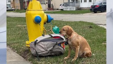 Photo of Abandoned and tethered to a fire hydrant, a pitiful puppy was so overcome with sorrow that she could not even muster the strength to lift her head, evoking feelings of heartbreak and compassion