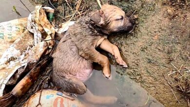 Photo of Pint-Sized Pup Laid Unconscious In Ditch After Humans Had Failed Him