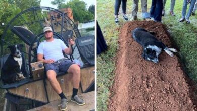 Photo of Grieving dog lies on 22-year-old owner’s grave at funeral and won’t be moved