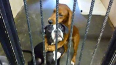 Photo of Shelter Buddies Saved From Euthanasia Thanks To A Hugging Photo