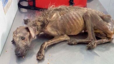 Photo of Starving Dog Dumped On Streets, Left To Die And Woman Fights All Odds To Save Him