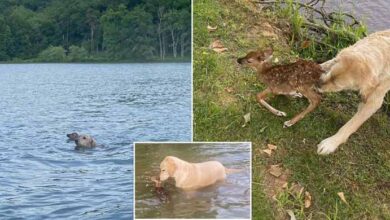 Photo of Adorable moment Goldendoodle named Harley rescues baby fawn from drowning in a Virginia lake and herds it back to the shore