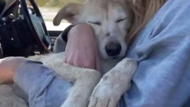 Photo of Devastated dog struggles to hold back tears after owner leaves him at the dump
