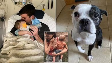 Photo of ‘We don’t deserve dogs’: Mom reveals how her ‘hero’ pooch Henry saved her baby daughter’s LIFE after breaking into her nursery to warn parents that she had stopped BREATHING