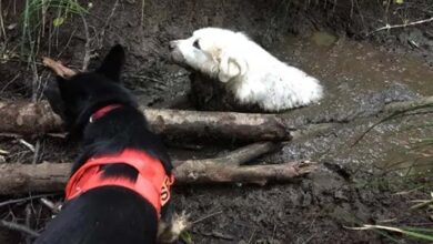 Photo of A Rescue Dog Lead His First Mission And Saved A Family’s Lost Dog, Who Was Trapped In Mud For 2 Days