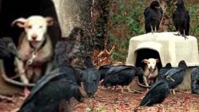 Photo of When The Vultures Gathered, The Neighbors Then Knew The Pup Was Sick & Dying