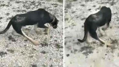 Photo of Dog’s Owner Abandoned Him In The Cold Because Of How He Walked