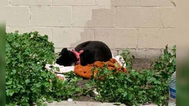 Photo of Dog Left On Curb With All Her Belongings Waits Patiently For Family To Return
