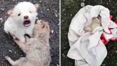 Photo of Roadside puppy refuses to abandon dead buddy, cries for help in the rain & finally gets rescued