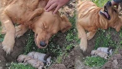 Photo of Heartbroken Mother Dog Digs Up Her Dead Puppies And Refuses To Let Them Go After The Tiny Animals Died During Labour