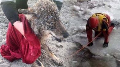 Photo of Workers Saved “Dog” From Freezing River, Only To Found Out It Wasn’t A Dog At All